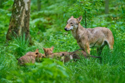 Wolves gather in the dense greenery of the forest, summer, wolf (Canis lupus), Germany
