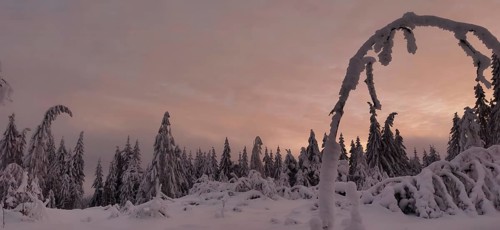 Snowy trees against a colorful orange sky create a romantic atmosphere, hiking in winter near