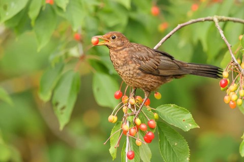 Blackbird (Turdus merula), young bird eating cherries, Altmühlsee, Altmühltal, Franconian Lake