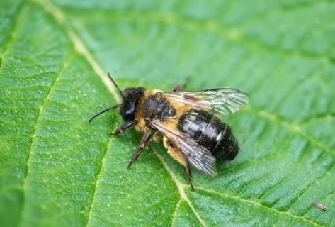 Andrena cf. nigroaenea, Andrena nigroaenea, apiformes, bees, buffish mining bee, ore-colored sand