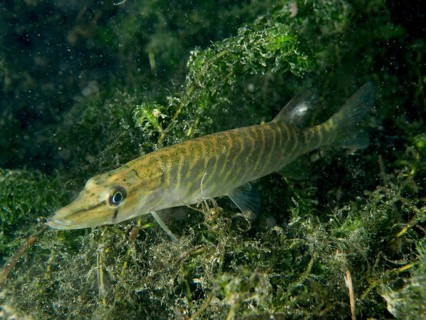 A pike (Esox lucius) swimming through algae-covered water, surrounded by natural underwater plants,