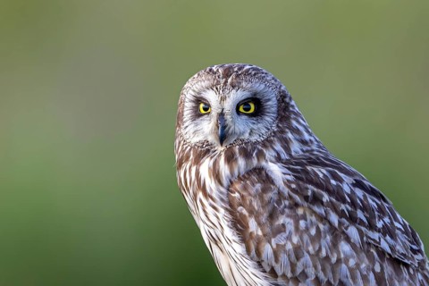 Short-eared owl (Asio flammeus) close-up portrait of adult perched on fence post along field in