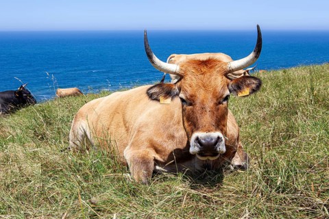 A cow native of Pas lies on the slopes of the Sain Vicente trail near Linera point in San vicente