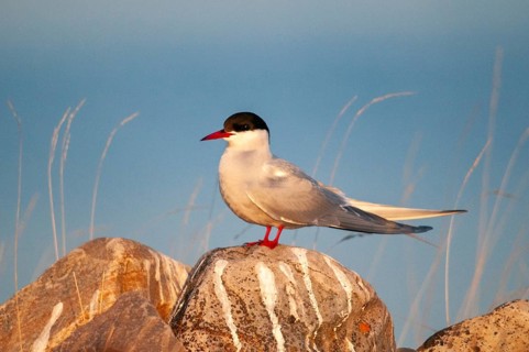 Arctic tern, arctic tern, Norway, sterna paradisaea, varanger, birds, charadriiformes, limikolen,