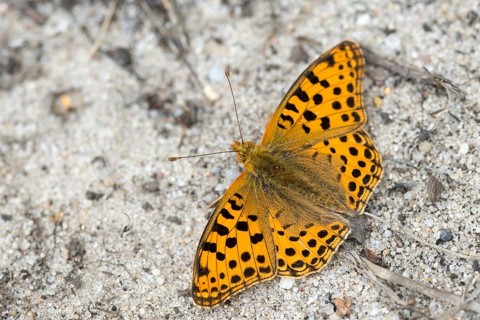 Argynnis Lathonia, Issoria Lathonia, Little Mother of Pearl Butterfly, Queen of Spain Fritillary,
