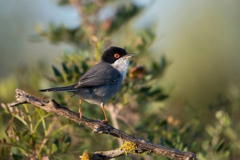 Granelli, Italy, Pantani Cuba and Longarini, velvet warbler, Sardinian warbler, Sylvia
