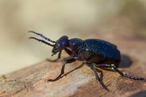 Black oil beetle, meloe proscarabaeus, black-blue oil beetle, black mayworm, beetle, coleoptera,