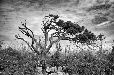 Bristlecone, Great Basin bristlecone pine (Pinus longaeva), also known as the Great Basin