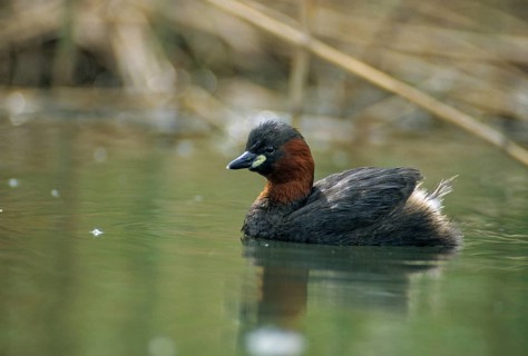 Littele Grebe, Tachybaptus Ruficollis, Little Grebe, Birds, Dabchick, Grebe, Grebe, Podicipedidae,