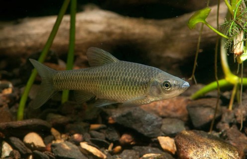 Blue ribbon bear, pseudorasbora parva, stone moroco, stone moroko, fish, fish, pisces, topmouth