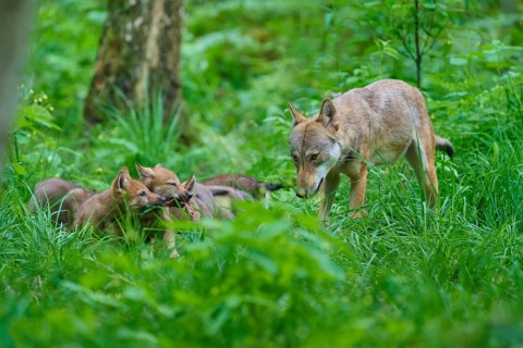 A female wolf with her pups in a green woodland setting, summer, wolf (Canis lupus), Germany