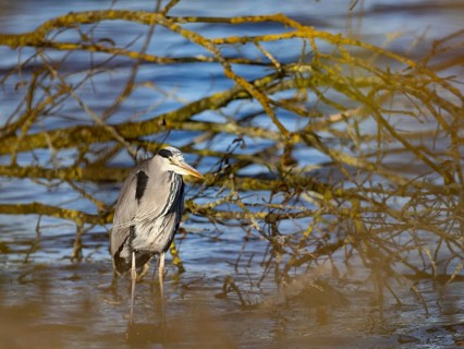 A gray heron stands on a water bank, Ümminger See, Bochum, Ruhrpott, North Rhine-Westphalia,