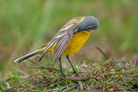Motacilla flava, sheeptail, western yellow wagtail, yellow wagtail, birds, plumage care, male,