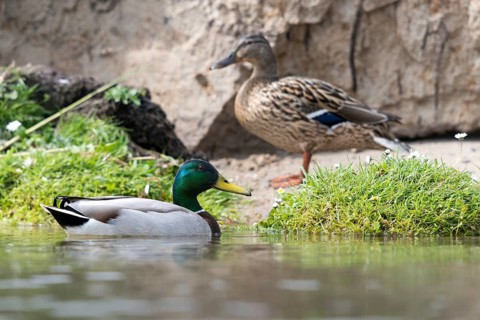 Anas platyrhynchos, mallard, mallard, anatidae, birds, ducks, ducks, ducks, female, male, male,