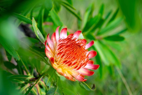 Red Flower, Protea, Drakensberg, South Africa