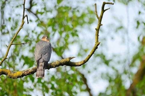 Sparrowhawk (Accipiter nisus), male sitting on a branch, North Rhine-Westphalia, Germany