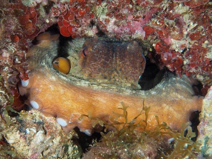 A hidden Common Octopus (Octopus vulgaris) peeks out from a hiding place amongst corals and