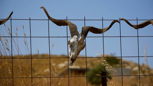A goat skull with horns hangs from a rustic wire fence, Amari Basin, Amari, Central Crete, Greek