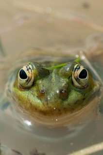 Green frog, pelophylax spec., rana spec., water frog, amphibians, amphibians, frog, frog, frogs,