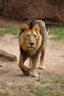 An elegantly striding lion with a magnificent mane moves through a sandy enclosure, an Asiatic Lion