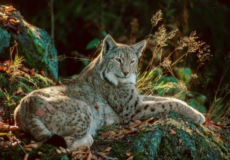 Carnivora, Eurasian lynx, felis lynx, lynx, predators, FFH, mammals, raptors, mammals