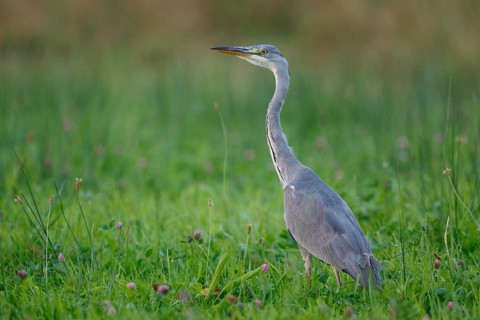 Grey Heron (Ardea cinerea) foraging, North Rhine-Westphalia, Germany