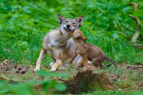 A wolf and his cub show affection in a green forest, summer, wolf (Canis lupus), Germany