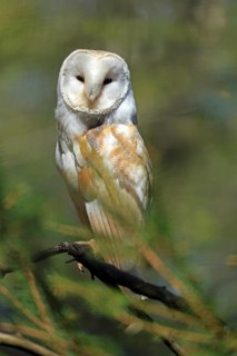 Barn owl (Tyto alba), Hofgeismar, Hesse, Germany
