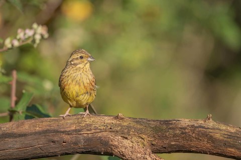 Yellowhammer Yellow Bunting (Emberiza citrinella) sitting on a branch. Green grass surrounds it.