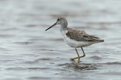 Greenshank, greenshank, tringa nebularia, birds, charadriiformes, limicoles, snipe birds,