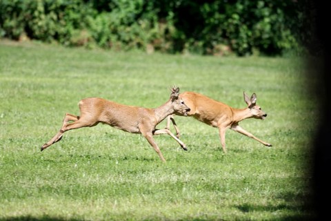 Roe deer (Capreolus capreolus), game, rutting season, Germany, A roebuck chases a doe during the