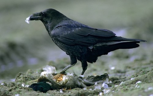 Corvus corax, ravens, birds, corvidae family of birds, leo, minx, passeri, corvids, songbirds,