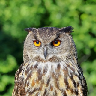 Eurasian eagle-owl (Bubo bubo), animal portrait, Rhineland-Palatinate, Germany