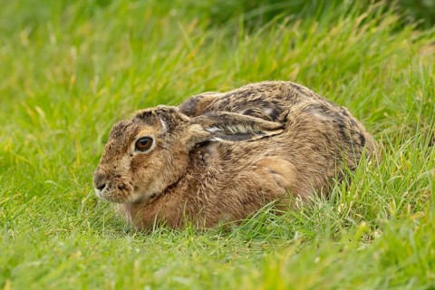 European brown hare (Lepus europaeus) adult animal in grassland, England, United Kingdom