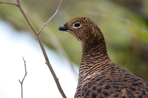 Black grouse, black grouse, blackcock, Eurasian black grouse, pheasant species, Lyrurus tetrix,