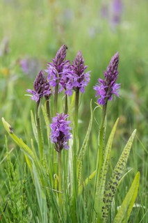 Moorland spotted orchid (Dactylorhiza maculata), Emsland, Lower Saxony, Germany