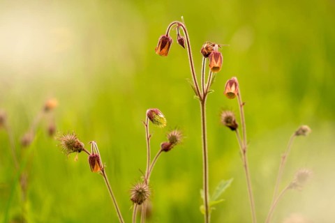 Brownwort, geum rivale, rosaceae, rose family, flora, plants, plants, water avens