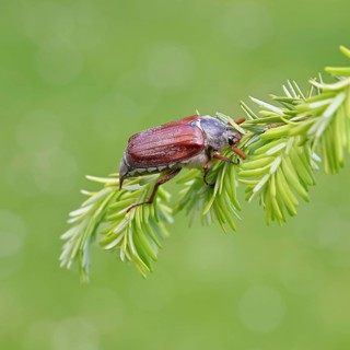Cockchafer, forest cockchafer (Melolontha hippocastani), male, on a twig of a Tsuga canadensis,