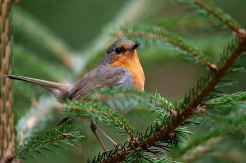 Erithacus rubecula, robin, robins, birds, passeri, songbirds, birds