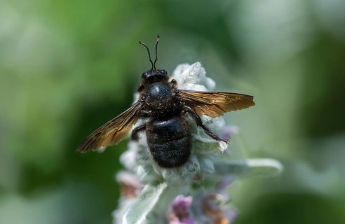 Apidae, bees, blue wood bee, large wood bee, hymenoptera, violet-winged wood bee, xylocopa