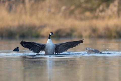 Canada goose (Branta canadensis), Germany