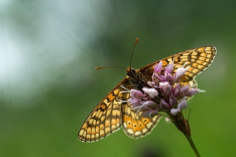 Bite check moth, bite tick moth, euphydryas aurinia, eurodryas aurinia, golden tick moth, green