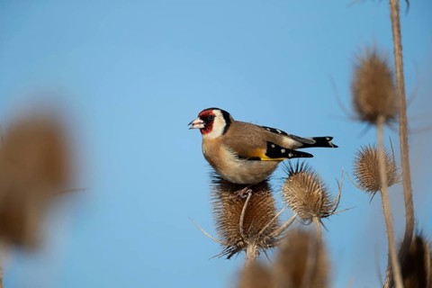 European goldfinch (Carduelis carduelis) adult bird feeding on a Teasel (Dipsacus fullonum)