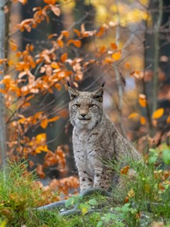 A lynx sits in autumn forest, Bilsteinhöhle wildlife park, Sauerland, North Rhine-Westphalia,