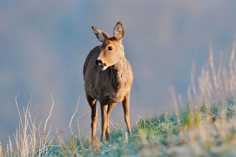 European roe deer (Capreolus capreolus), a doe standing in a meadow, North Rhine-Westphalia,