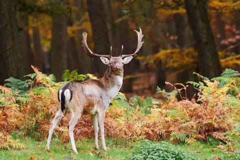 Fallow deer (Dama dama), fallow deer in autumn, North Rhine-Westphalia, Germany