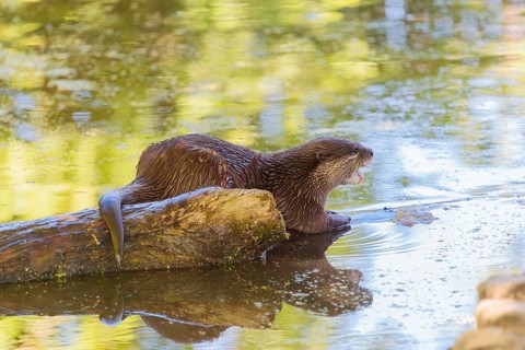 On a sunny day, an oriental small-clawed otter (Aonyx cinerea) lies on a log floating in the water,