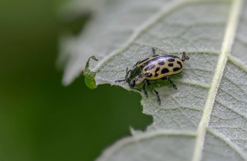 Leaf beetle, chrysomela 20-punctata, chrysomela vigintipunctata, coccinella 20-punctata, spotted