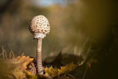 Macrolepiota procera, parasol, giant umbrella mushroom, fungi, fungus, parasol mushroom, mushrooms