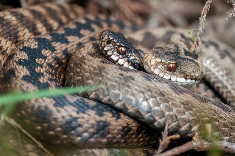 European adder, European viper, venomous snake, vipera berus, critters, female, poisonous reptiles,